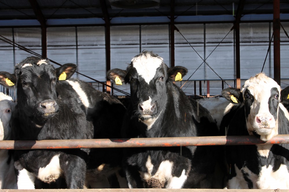 来たるべき来年は、うし年♪ | 【公式】北海道十勝 トヨニシファーム