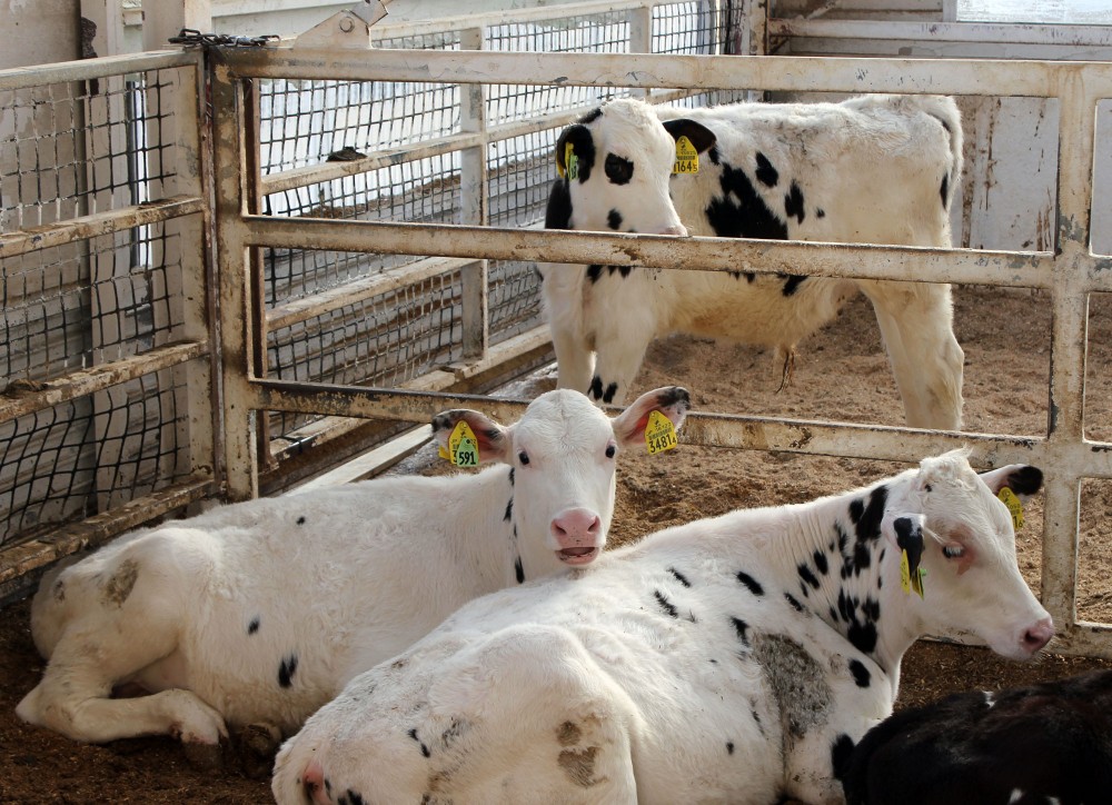 白っぽい 公式 北海道十勝 トヨニシファーム