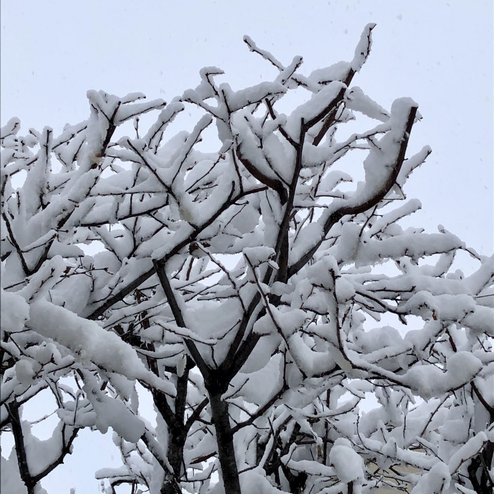 3月の大雪 | 【公式】北海道十勝 トヨニシファーム