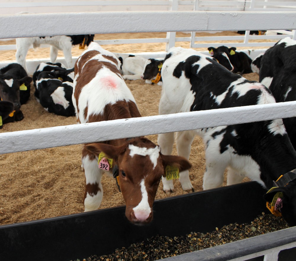 こちらもホルスタイン 公式 北海道十勝 トヨニシファーム