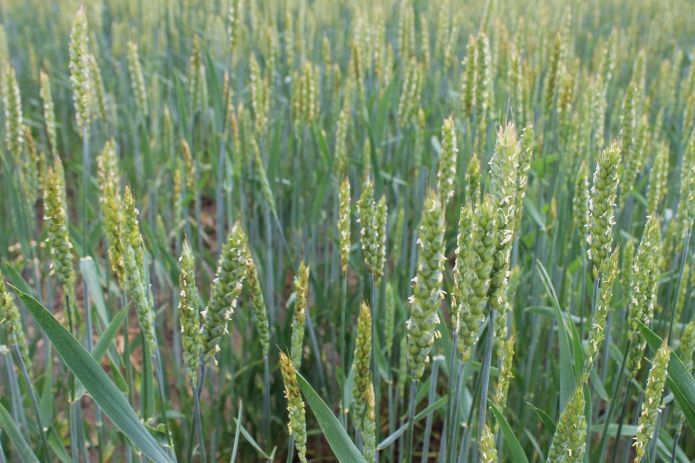 小麦 小麦畑 | 【公式】北海道十勝 トヨニシファーム