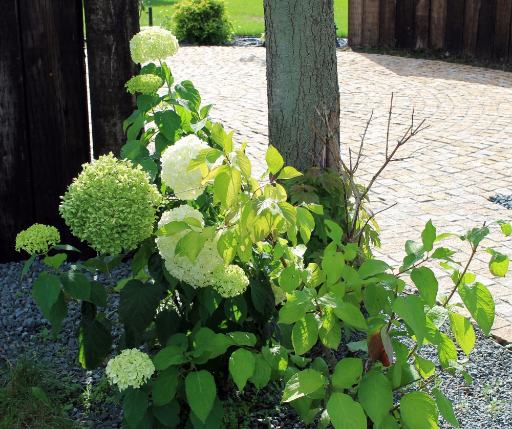 アナベル 公式 北海道十勝 トヨニシファーム