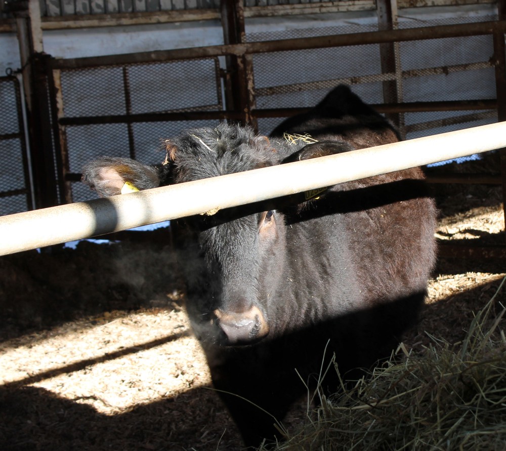 白い息 公式 北海道十勝 トヨニシファーム