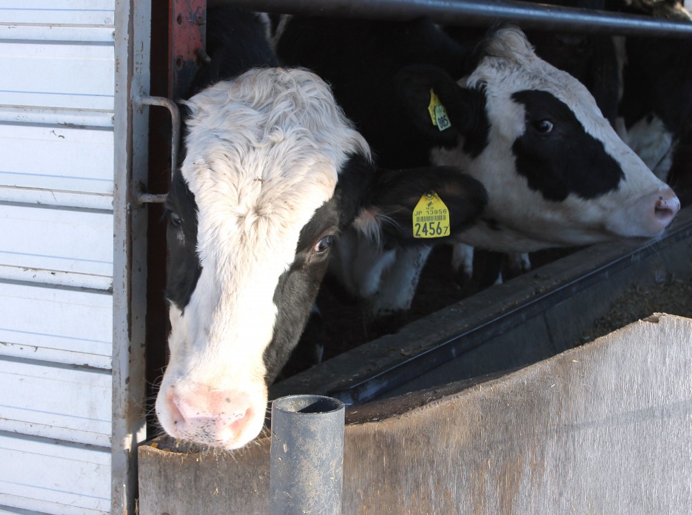 ホルスタインの迫力 公式 北海道十勝 トヨニシファーム