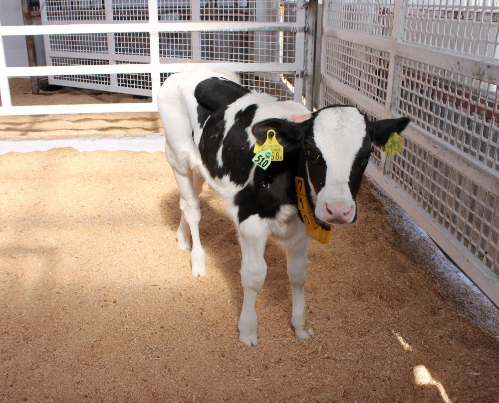 靉嘔　干支シリーズ　牛 限定版 24/190 予約受付終了】電脳大工 丸干支【1BOX／6個入】《予約：2025年11月下旬