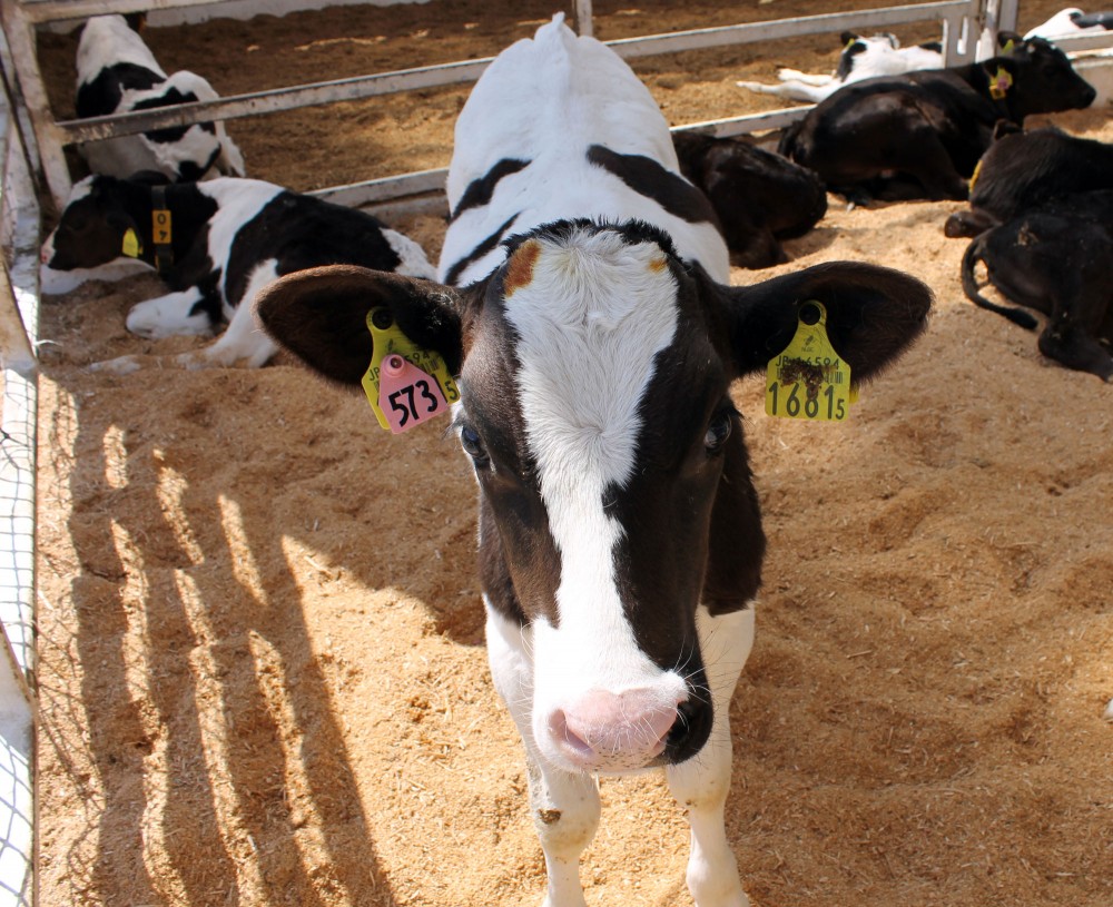 本物の牛のツノ！！ 本物の牛のツノ！！