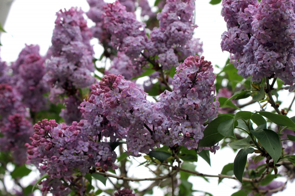 ライラック | 【公式】北海道十勝 トヨニシファーム