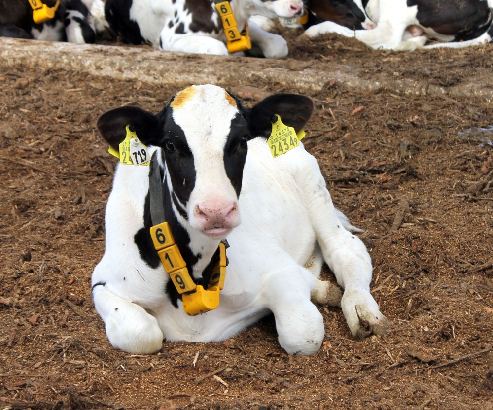 除角のあと | 【公式】北海道十勝 トヨニシファーム