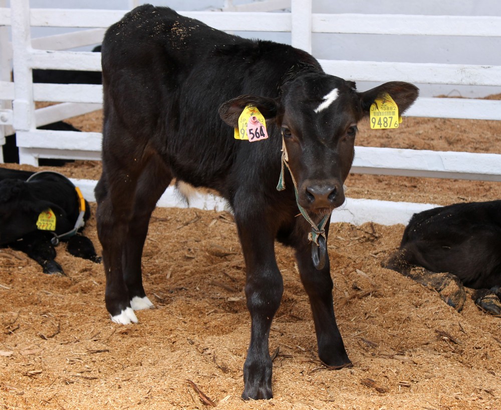 交雑種 | 【公式】北海道十勝 トヨニシファーム