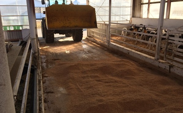 牧場のしごと。堆肥出し、敷料撒き