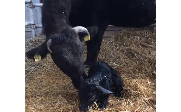 和牛の赤ちゃんが生まれました。