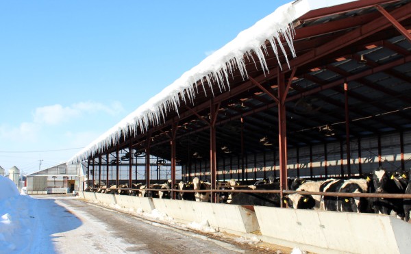 ホルスタインの牛舎