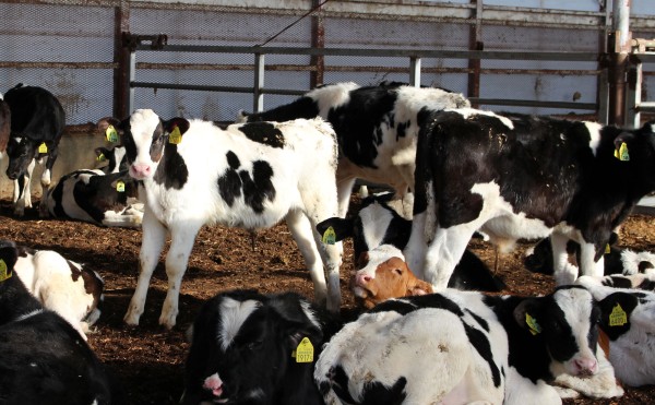 お正月休み残りわずか