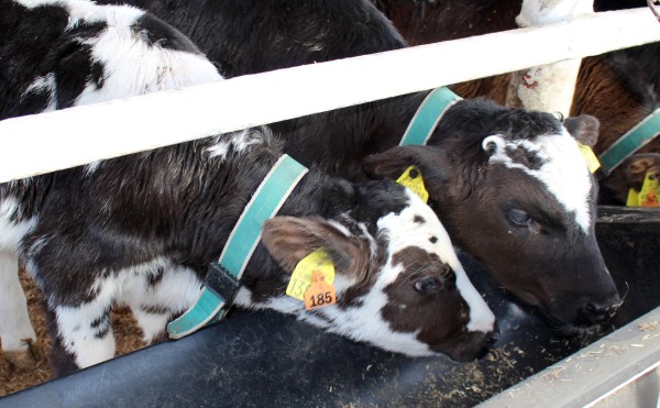 そっちの方がおいしそう