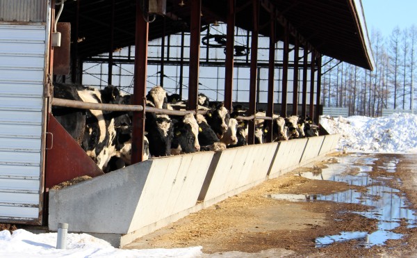 暖かくなったけれど寒い