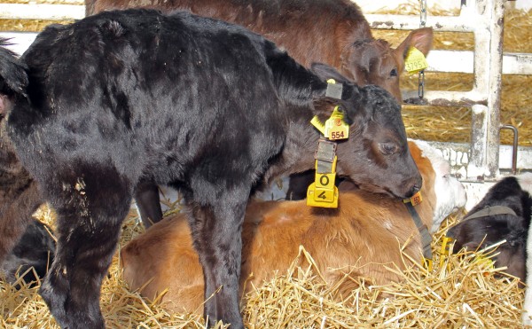 ひな祭りと皆既月食